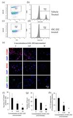 SOX2 Monoclonal Antibody (Btjce), Alexa Fluor™ 488 (53-9811-82)