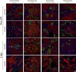 Uromodulin Antibody in Immunohistochemistry (IHC)