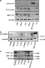 Connexin 43 Antibody in Western Blot (WB)