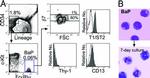 FceR1 alpha Antibody in Flow Cytometry (Flow)