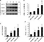 Vimentin Antibody in Western Blot (WB)