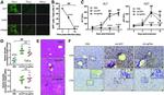 CD4 Antibody in Immunohistochemistry (IHC)