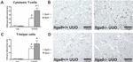 CD4 Antibody in Immunohistochemistry (IHC)