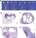 CD4 Antibody in Immunohistochemistry (IHC)