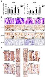 ZO-1 Antibody in Immunohistochemistry (IHC)