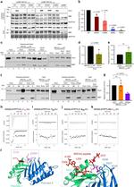 Maltose Binding Protein Antibody in Western Blot (WB)