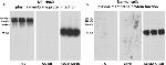 ATP1A1 Antibody in Western Blot (WB)