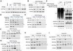 Myc Tag Antibody in Western Blot (WB)