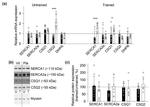 Calsequestrin Antibody in Western Blot (WB)