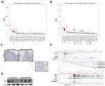 MiTF Antibody in Western Blot (WB)