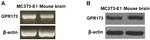 GPR173 Antibody in Western Blot (WB)