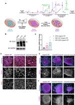 MAP2 Antibody in Immunocytochemistry (ICC/IF)