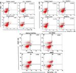 COX2 Antibody in Flow Cytometry (Flow)