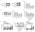 KLF2 Antibody in Immunoprecipitation (IP)