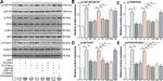 PI3K p85 alpha Antibody in Western Blot (WB)