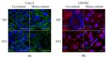 CD31 Antibody in Immunocytochemistry (ICC/IF)