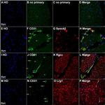 LRG1 Antibody in Immunohistochemistry (PFA fixed) (IHC (PFA))