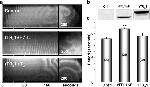 THRA/THRB Antibody in Western Blot (WB)