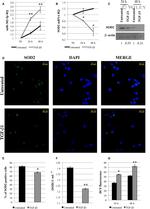 beta Actin Antibody in Western Blot (WB)