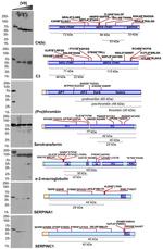 alpha-1 Antitrypsin Antibody in Western Blot (WB)