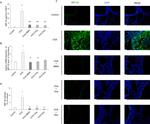 CCL4 Antibody in Immunohistochemistry, Immunohistochemistry (Paraffin) (IHC, IHC (P))