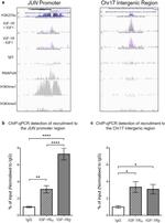 IGF1R alpha Antibody in Immunoprecipitation, ChIP Assay (IP, ChIP)