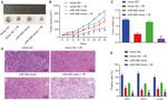 CK2 alpha-1 Antibody in Immunohistochemistry (IHC)