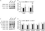 PPAR delta Antibody in Western Blot (WB)