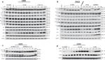 DCUN1D3 Antibody in Western Blot (WB)