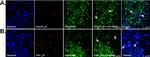 Goat IgG (H+L) Cross-Adsorbed Secondary Antibody in Immunocytochemistry (ICC/IF)