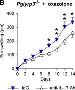 Rat IgG2a kappa Isotype Control in Neutralization (Neu)