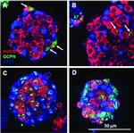 Invitrogen™ Lame n° 1 préparée FluoCells™ (cellules BPAE avec MitoTracker™  rouge CMXRos, Alexa Fluor™ 488 phalloïdine, et DAPI) Lame préparée n°1 voir  les résultats