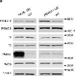 Mouse IgG (H+L) Cross-Adsorbed Secondary Antibody in Western Blot (WB)