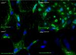 Mouse IgG1 Cross-Adsorbed Secondary Antibody in Immunohistochemistry (IHC)