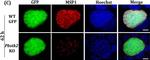 Mouse IgG (H+L) Highly Cross-Adsorbed Secondary Antibody in Immunohistochemistry (IHC)