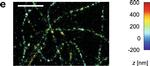 Rabbit IgG (H+L) Highly Cross-Adsorbed Secondary Antibody in Immunocytochemistry (ICC/IF)