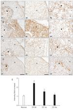 Cytokeratin 8 Antibody