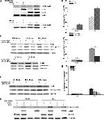 Phospho-14-3-3 beta (Ser58) Antibody