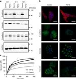 Pan Cytokeratin Antibody