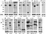 NFkB p65 Antibody