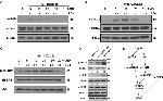 Phospho-eIF4B (Ser422) Antibody