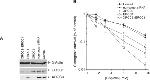 ERCC1 Antibody