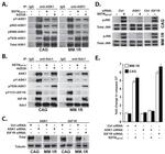 ASK1 Antibody