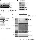 Granulins Antibody