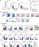 Ly-6C Antibody in Flow Cytometry (Flow)