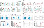 CD45R (B220) Antibody in Flow Cytometry (Flow)