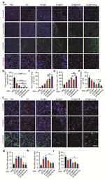 CD4 Antibody in Immunohistochemistry (IHC)