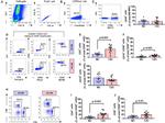 CD4 Antibody in Flow Cytometry (Flow)