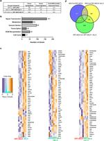 CD4 Antibody in Flow Cytometry (Flow)