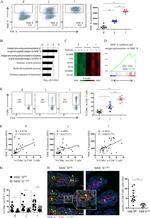 CD4 Antibody in Immunocytochemistry, Flow Cytometry (ICC/IF, Flow)